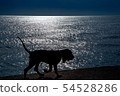 Silhouette of a beautiful Bloodhound puppy at 5 months. 54528286