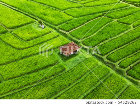 Jatiluwih rise terrace, Bali, Indonesia. 54529262