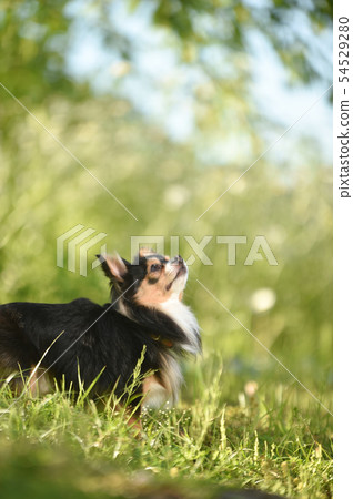 Chihuahua  54529280