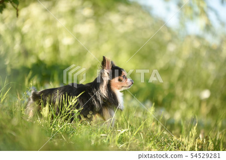 Chihuahua  54529281