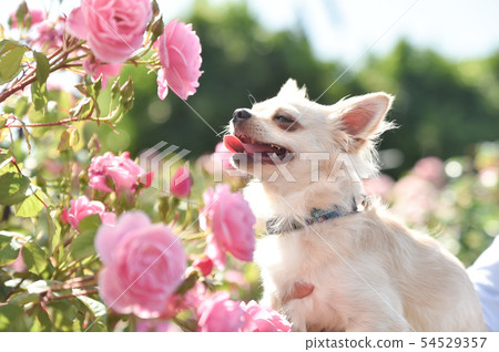Chihuahua Chihuahua 54529357