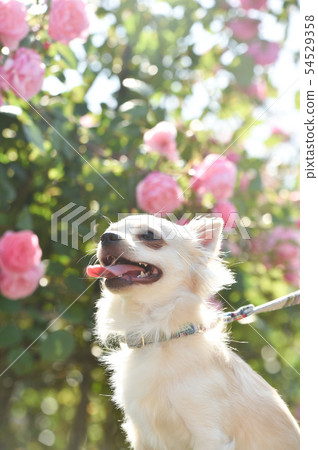 Chihuahua Chihuahua 54529358