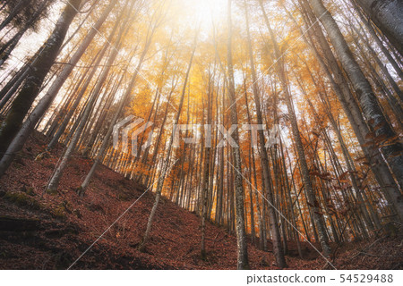 Autumn deciduous forest with orange foliage on Autumn deciduous forest with orange foliage on 54529488