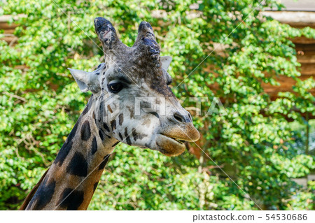 closeup view of a giraffe against green foliage closeup view of a giraffe against green foliage 54530686