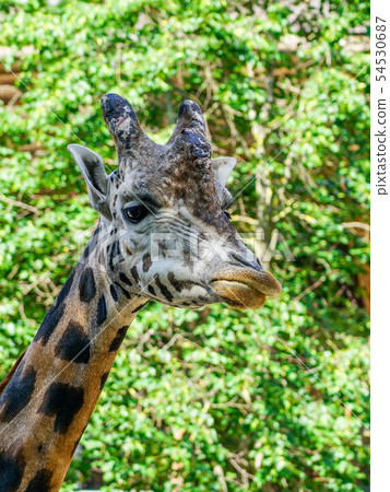 closeup view of a giraffe against green foliage 54530687