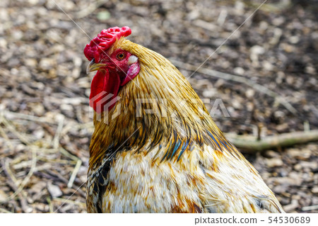 colorful rooster head on gray nature background colorful rooster head on gray nature background 54530689