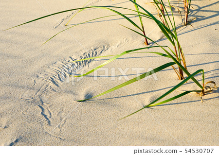 The art of the wind, white sand and green grass on The art of the wind, white sand and green grass on 54530707