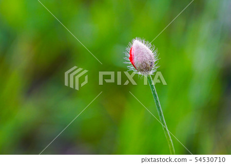 red poppy flower bud on a green blurred background red poppy flower bud on a green blurred background 54530710