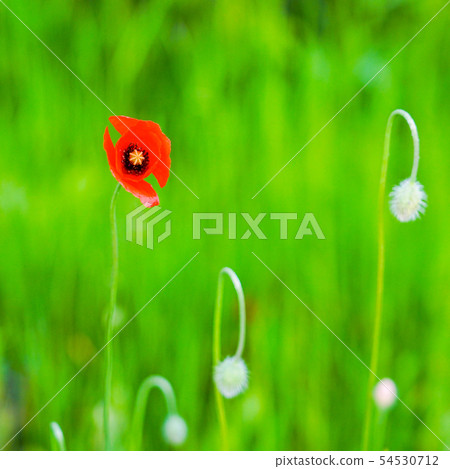 red poppy flower on a green blurred background red poppy flower on a green blurred background 54530712