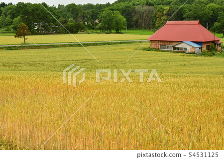 Taking a picture of the summer landscape of a wheat field in the Atsuzawa area, Hokkaido 54531125