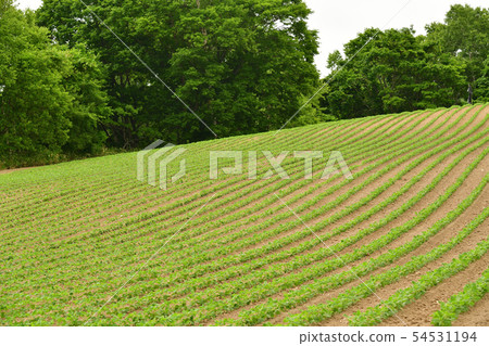 Taking a picture of the early summer landscape of a soya field that has just sprouted in the Atsuzawabe Town, Hokkaido Taking a picture of the early summer landscape of a soya field that has just sprouted in the Atsuzawabe Town, Hokkaido 54531194
