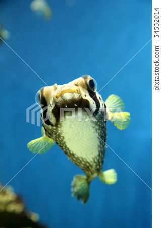 Hitsuji Raharisenbon 54532014