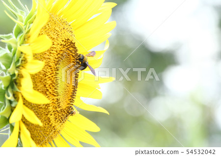 Sunflower and bear Sunflower and bear 54532042