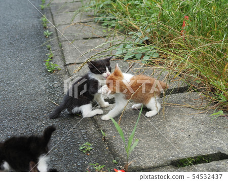 Kitten · 2 · stray cats 54532437