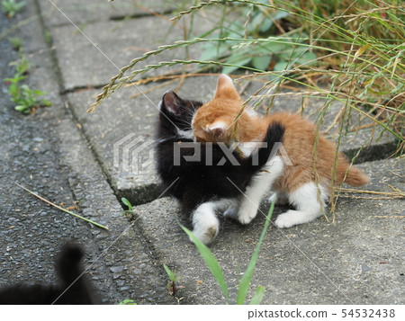 Kitten · 2 · stray cats Kitten · 2 · stray cats 54532438