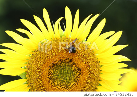 Sunflower and bear Sunflower and bear 54532453
