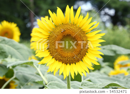 sunflower	 54532471