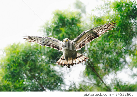 Kammuriwashi 54532603