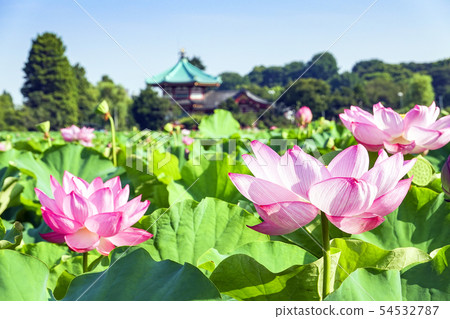 Bentendo and lotus flower 1 54532787