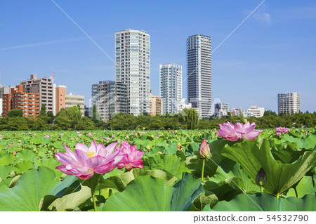 摩天大樓和蓮花 摩天大樓和蓮花 54532790