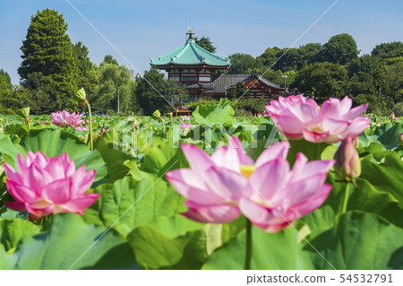 Bentendo和蓮花2 54532791