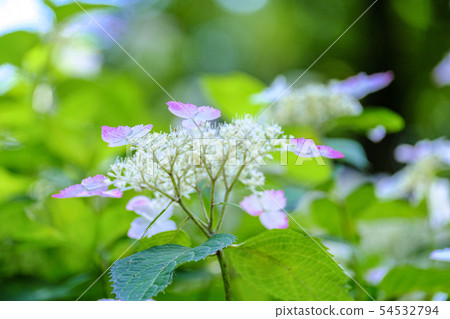 新鮮的綠色和繡球花 54532794