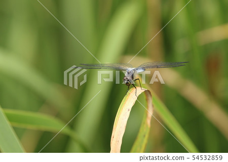 Shiokaratombo Shiokaratombo 54532859