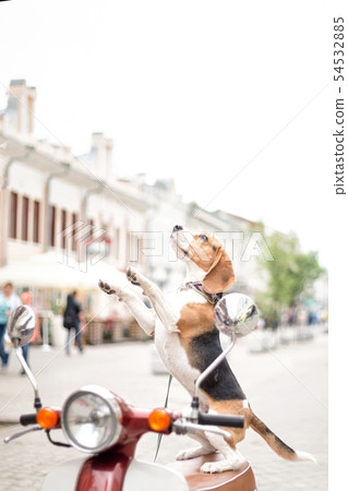 Beagle dog on a scooter on a city street 54532885