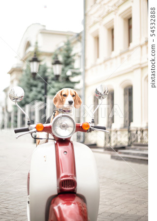 Beagle dog on a scooter on a city street 54532888