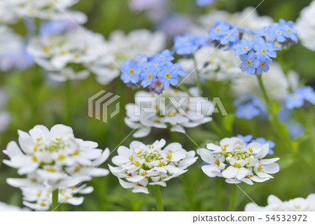 Iberis和勿忘我 54532972