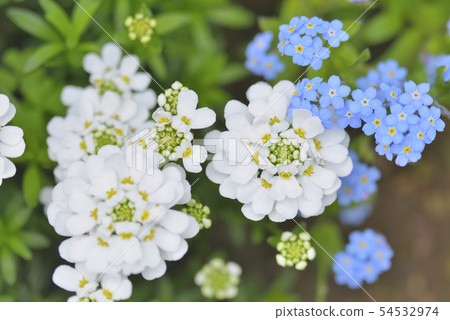 Iberis和勿忘我 54532974