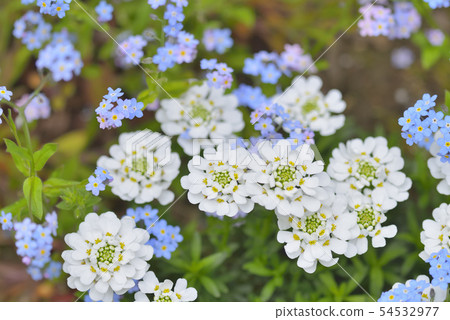 Iberis和勿忘我 54532977