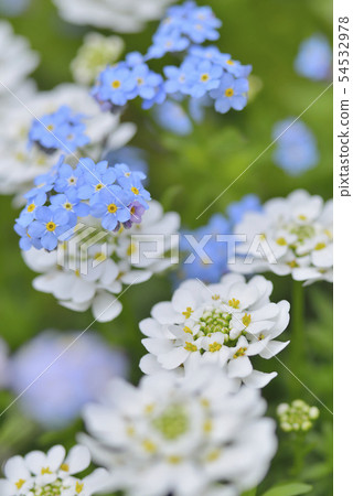 Iberis和勿忘我 54532978