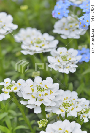 Iberis和勿忘我 54532981