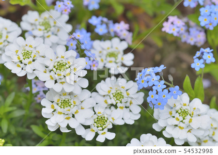 Iberis and forget-me-not 54532998