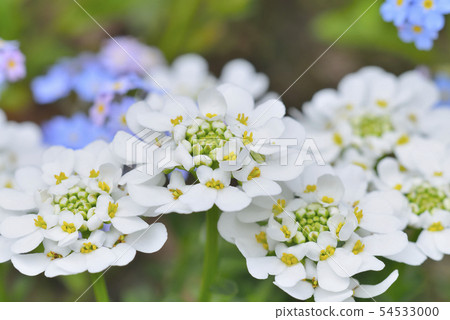Iberis and forget-me-not Iberis and forget-me-not 54533000