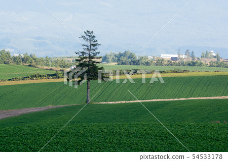 Pine trees in a green field Pine trees in a green field 54533178