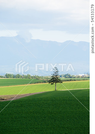 Pine trees in a green field 54533179