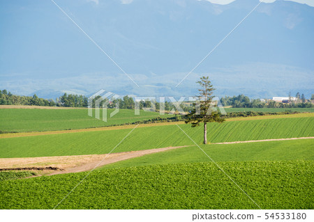 Pine trees in a green field Pine trees in a green field 54533180