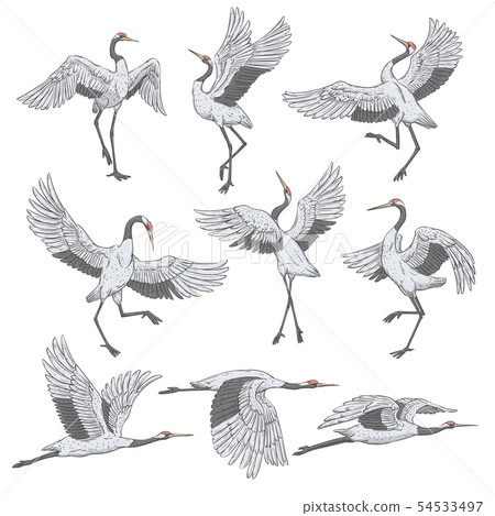 Set of white cranes in different positions 54533497