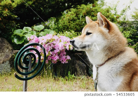 Shiba Inu dog Summer Summer Mosquito coil Incense Outdoor 54533605