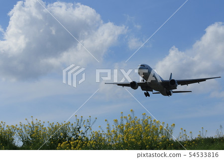 Airplane rape blossom Airplane rape blossom 54533816