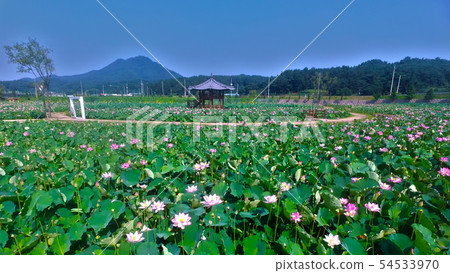 Lotus Theme Park in Haman, Gyeongnam, South Korea 54533970