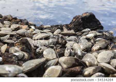 殼牌環境問題 54534264