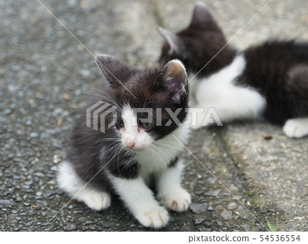 Kitten · 2 · stray cats Kitten · 2 · stray cats 54536554