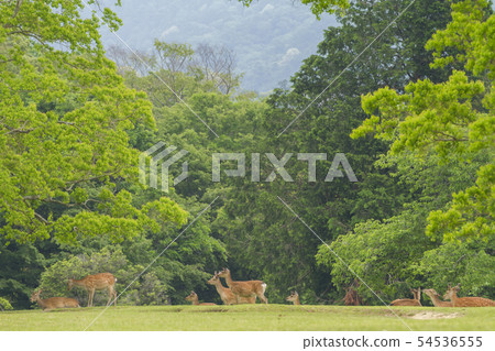 Deer deer Nara Nara Park Deer deer Nara Nara Park 54536555