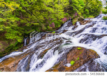 (Tochigi Prefecture) Beetle blossom blooms, Oku Nikko, Ryuto Falls, upstream (Tochigi Prefecture) Beetle blossom blooms, Oku Nikko, Ryuto Falls, upstream 54536688