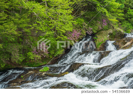 (Tochigi Prefecture) Beetle blossom blooms, Oku Nikko, Ryuto Falls, upstream 54536689