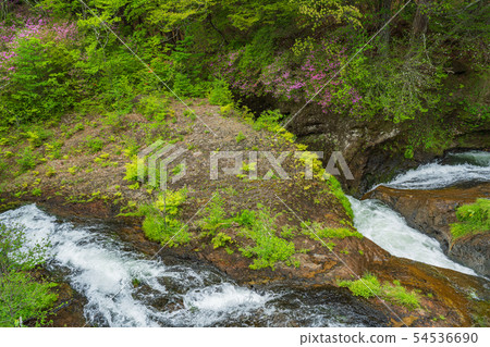 (Tochigi Prefecture) Beetle blossom blooms, Oku Nikko, Ryuto Falls, upstream (Tochigi Prefecture) Beetle blossom blooms, Oku Nikko, Ryuto Falls, upstream 54536690