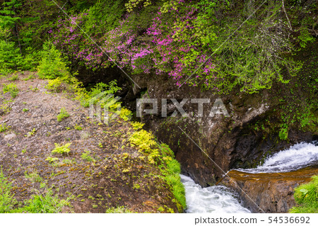 (Tochigi Prefecture) Beetle blossom blooms, Oku Nikko, Ryuto Falls, upstream (Tochigi Prefecture) Beetle blossom blooms, Oku Nikko, Ryuto Falls, upstream 54536692